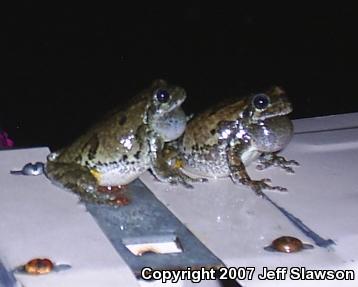 Gray Treefrog (Hyla versicolor)