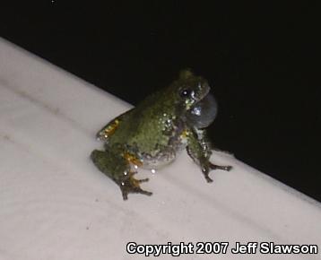 Gray Treefrog (Hyla versicolor)