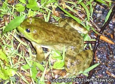 American Bullfrog (Lithobates catesbeianus)