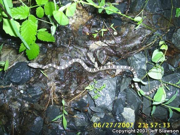 Black Ratsnake (Pantherophis obsoletus obsoletus)