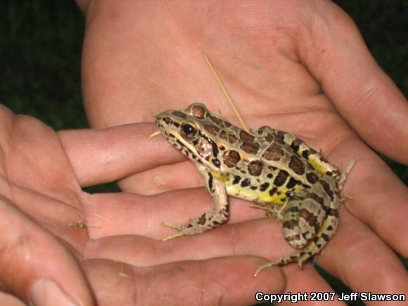 Pickerel Frog (Lithobates palustris)