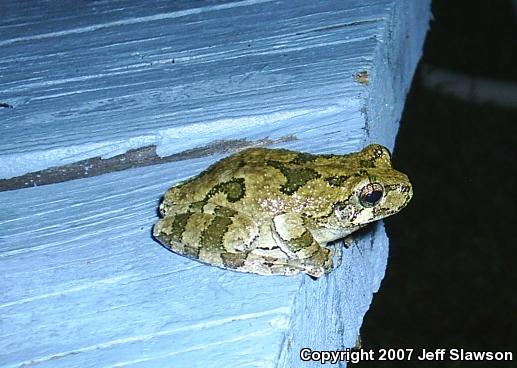 Gray Treefrog (Hyla versicolor)