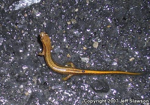 Northern Two-lined Salamander (Eurycea bislineata)