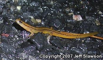 Northern Two-lined Salamander (Eurycea bislineata)