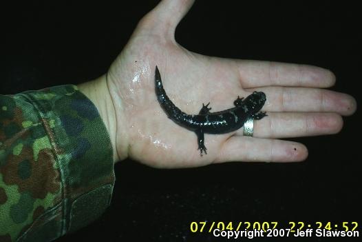 Marbled Salamander (Ambystoma opacum)