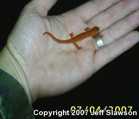 Red-Spotted Newt (Notophthalmus viridescens viridescens)