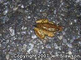 Northern Green Frog (Lithobates clamitans melanota)