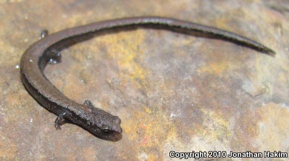 Relictual Slender Salamander (Batrachoseps relictus)
