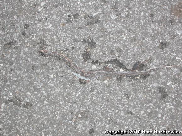 Southern Black Racer (Coluber constrictor priapus)