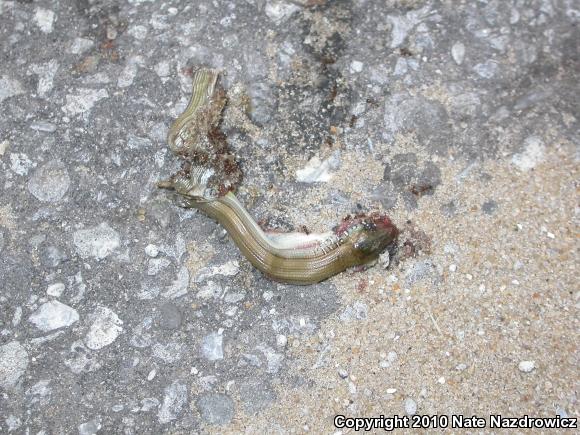 Eastern Glass Lizard (Ophisaurus ventralis)