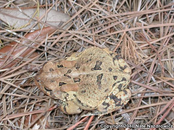 Southern Toad (Anaxyrus terrestris)