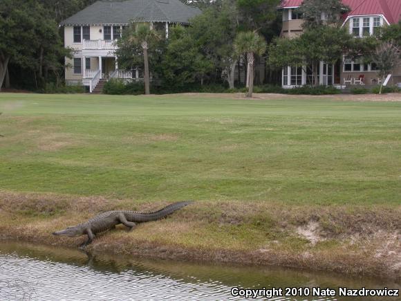 American Alligator (Alligator mississippiensis)