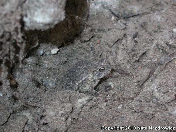 Southern Toad (Anaxyrus terrestris)