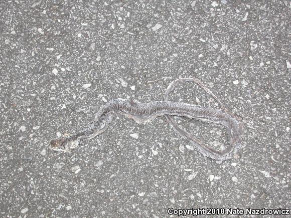 Southern Black Racer (Coluber constrictor priapus)