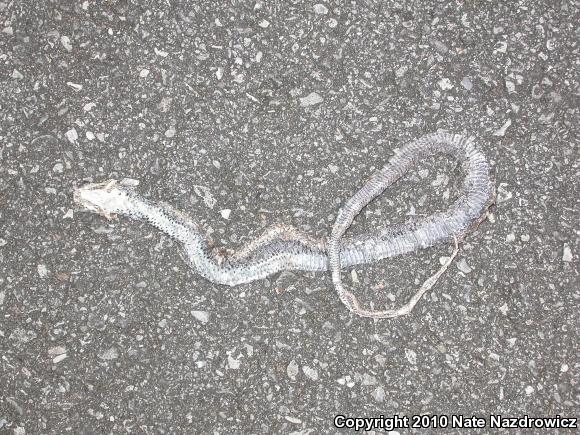 Southern Black Racer (Coluber constrictor priapus)