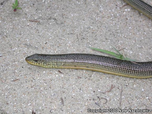 Eastern Glass Lizard (Ophisaurus ventralis)