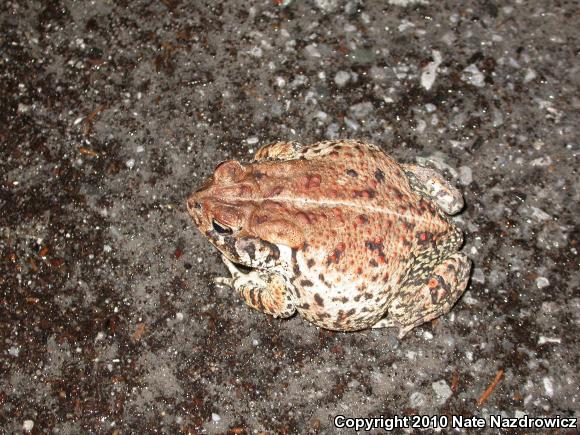 Southern Toad (Anaxyrus terrestris)