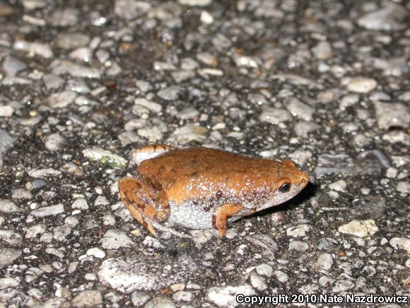 Eastern Narrow-mouthed Toad (Gastrophryne carolinensis)