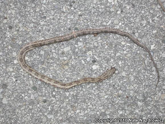 Eastern Ratsnake (Pantherophis alleghaniensis)