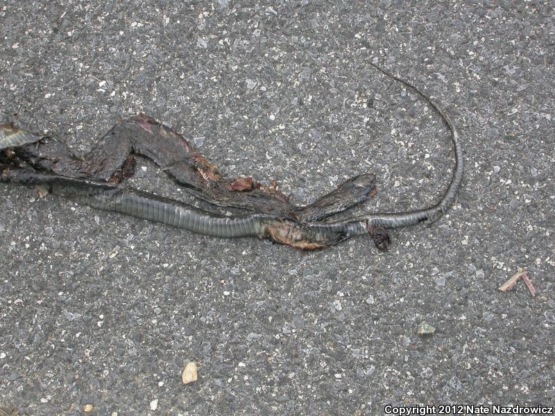 Northern  Black Racer (Coluber constrictor constrictor)