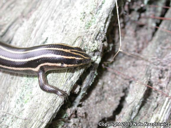 Five-lined Skink (Plestiodon fasciatus)