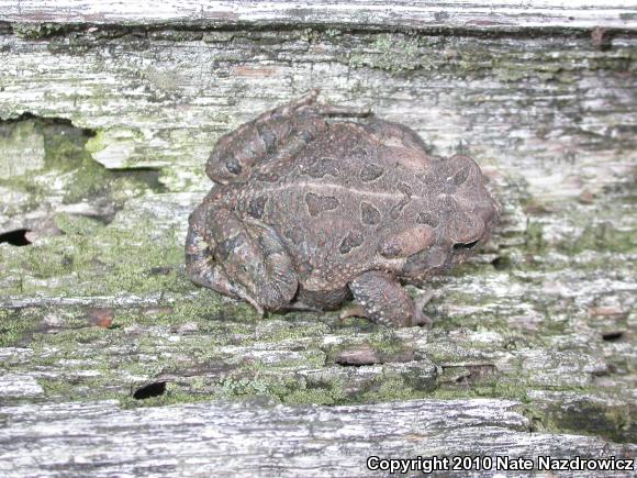 Fowler's Toad (Anaxyrus fowleri)