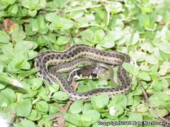 Eastern Gartersnake (Thamnophis sirtalis sirtalis)