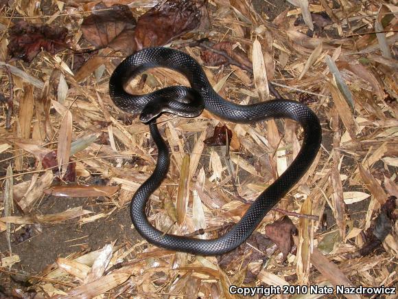 Black Ratsnake (Pantherophis obsoletus)