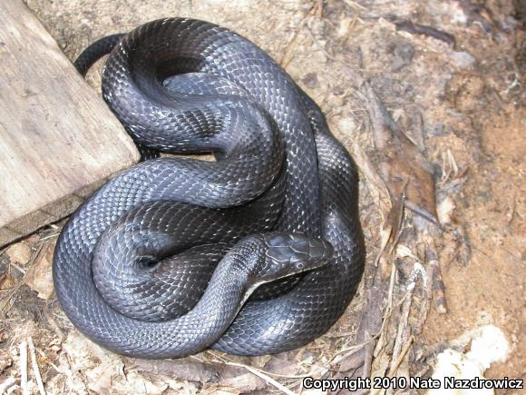 Black Ratsnake (Pantherophis obsoletus)