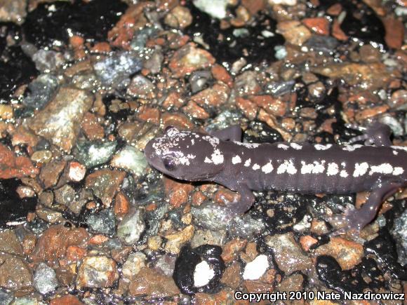 Marbled Salamander (Ambystoma opacum)