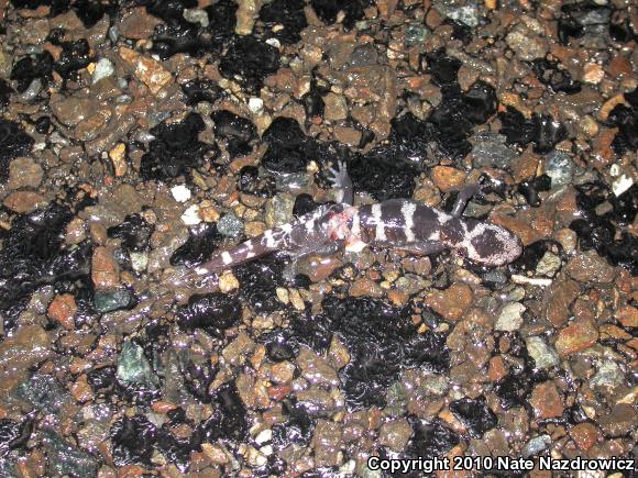 Marbled Salamander (Ambystoma opacum)