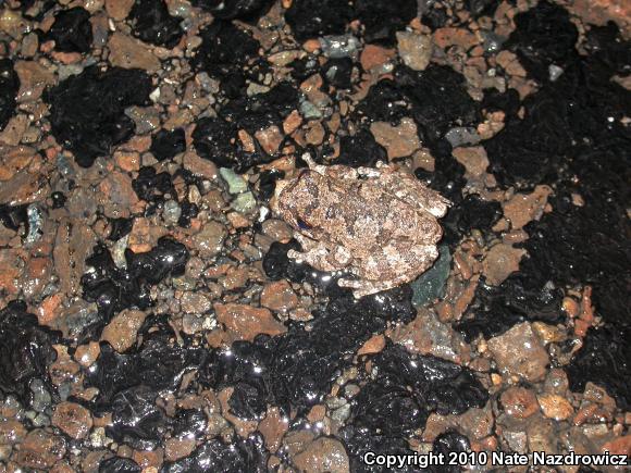 Cope's Gray Treefrog (Hyla chrysoscelis)