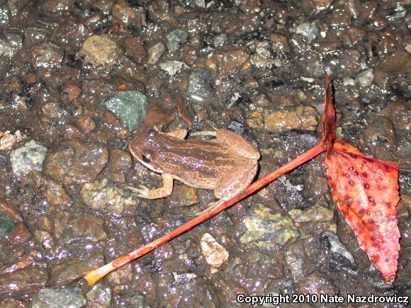 New Jersey Chorus Frog (Pseudacris kalmi)