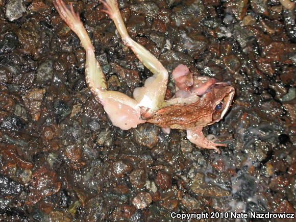 Wood Frog (Lithobates sylvaticus)