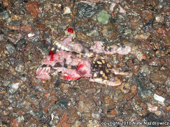 Eastern Tiger Salamander (Ambystoma tigrinum)