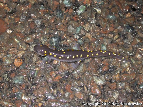 Spotted Salamander (Ambystoma maculatum)