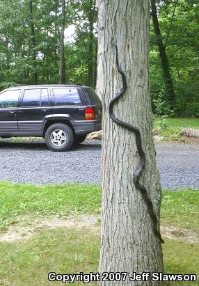 Black Ratsnake (Pantherophis obsoletus obsoletus)