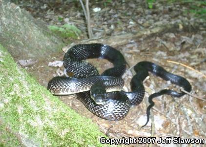 Black Ratsnake (Pantherophis obsoletus obsoletus)