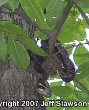 Black Ratsnake (Pantherophis obsoletus obsoletus)