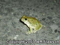 Gray Treefrog (Hyla versicolor)