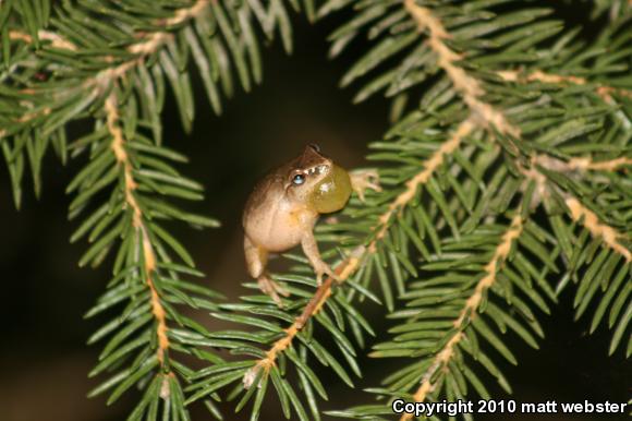 Northern Spring Peeper (Pseudacris crucifer crucifer)