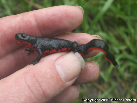 Chinese Fire-bellied Newt (Cynops orientalis)