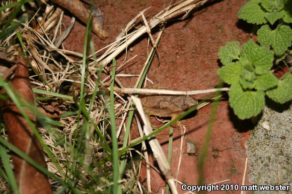 Northern Spring Peeper (Pseudacris crucifer crucifer)