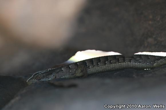 San Diego Alligator Lizard (Elgaria multicarinata webbii)