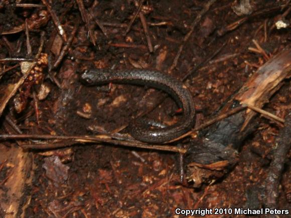 California Slender Salamander (Batrachoseps attenuatus)