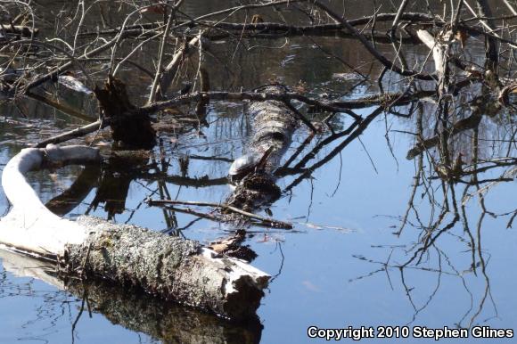 Eastern Painted Turtle (Chrysemys picta picta)