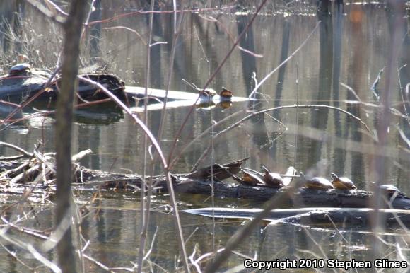 Eastern Painted Turtle (Chrysemys picta picta)