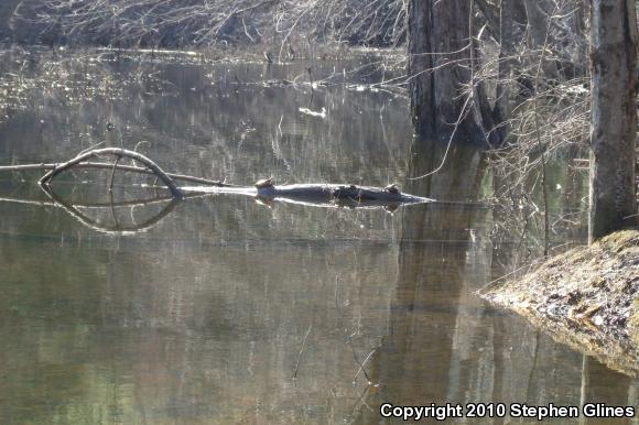 Eastern Painted Turtle (Chrysemys picta picta)