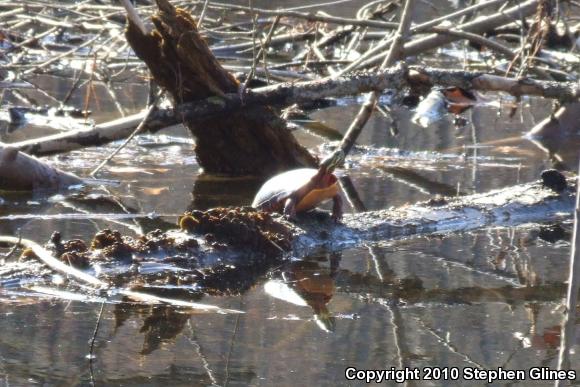 Eastern Painted Turtle (Chrysemys picta picta)