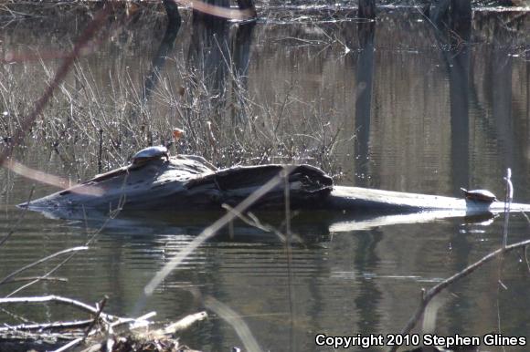 Eastern Painted Turtle (Chrysemys picta picta)